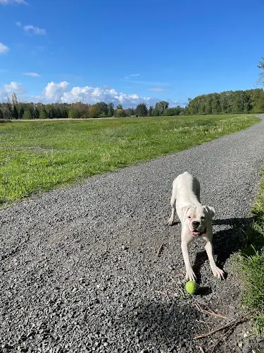 Dog Park Off-leash Dog Park Bellingham
