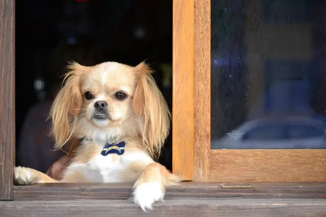 Pet vet San Diego Bay Animal Hospital Chula Vista