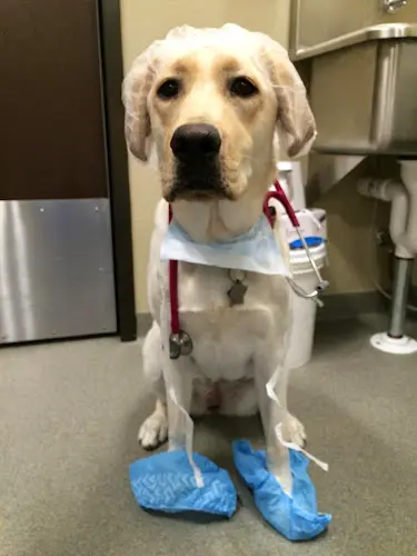 Pet vet MarQueen Pet Emergency & Specialty Group Roseville