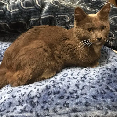 Rescue & Shelter Valley Cats, Inc. Simi Valley