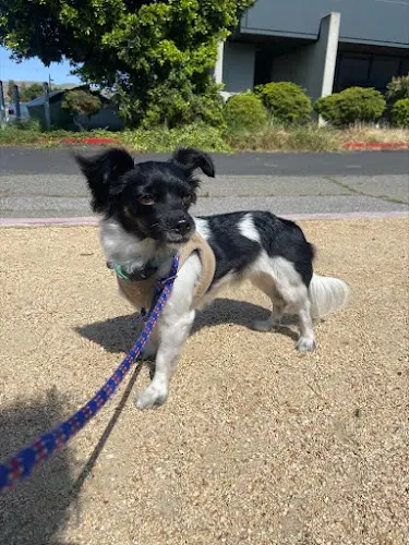 Dog breeder Urban Dog House Sunnyvale