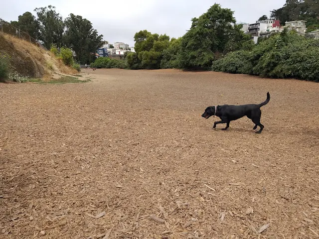 Dog Park Corona Heights Dog Run San Francisco