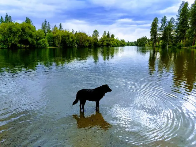 Dog Park Maringo Drive Park Spokane