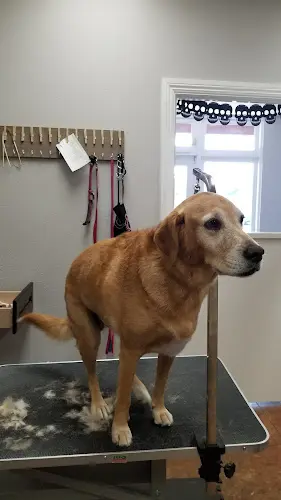 Dog walker Bark Bath N Beyond Oceanside