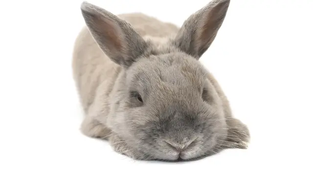 Dog walker Bunny Bunch Montclair Ontario