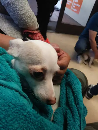 Dog breeder Best Friends Pet Adoption Center Los Angeles