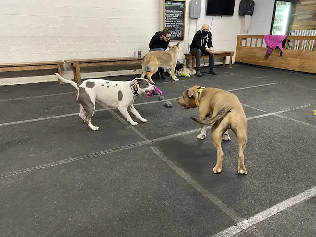 Pet boarding service Cycle Dog - Earth Friendly Pet Company Tavern And Dog Park Portland