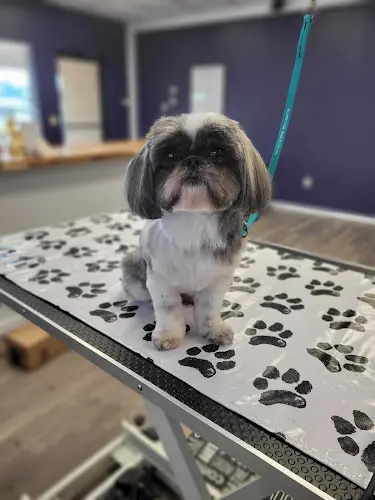 Pet boarding service The Paw Spa & Salon Redding