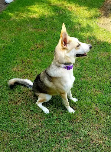 Dog breeder Kahoots Costa Mesa