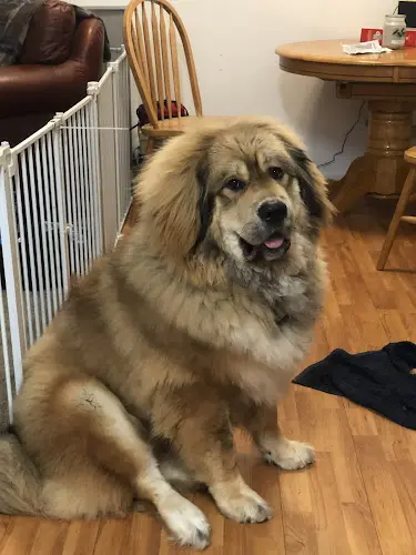 Dog day care center Doggie Spa Plus Hillsboro