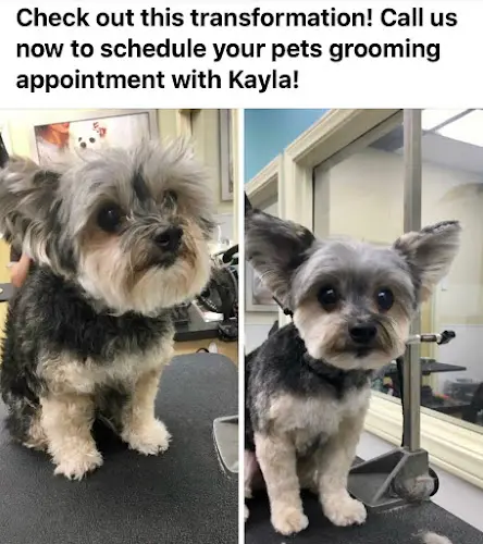 Dog Grooming All Creatures Pet Salon And Spa Santa Clarita