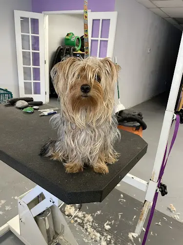 Dog Grooming Country Dog Grooming Chico