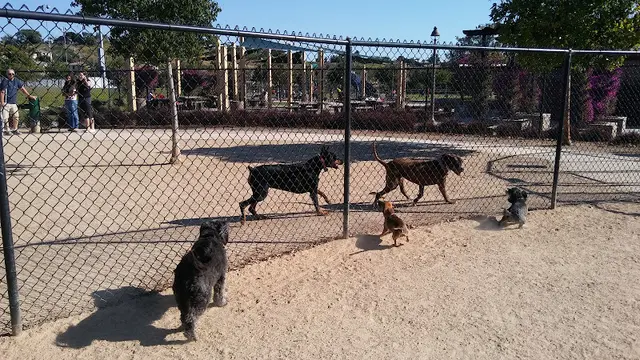 Dog walker Sunset Park San Marcos