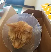 Pet vet Alisal Pet Clinic Livermore