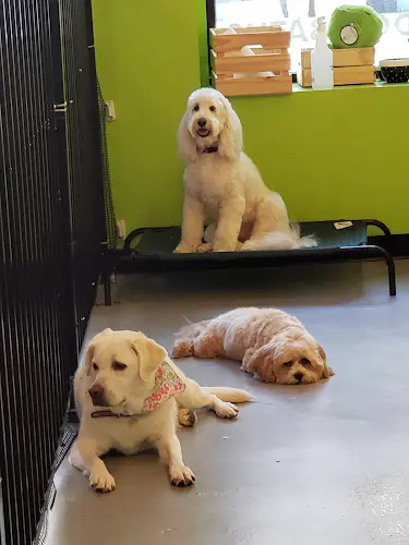 Dog Grooming Furtastic Pasadena