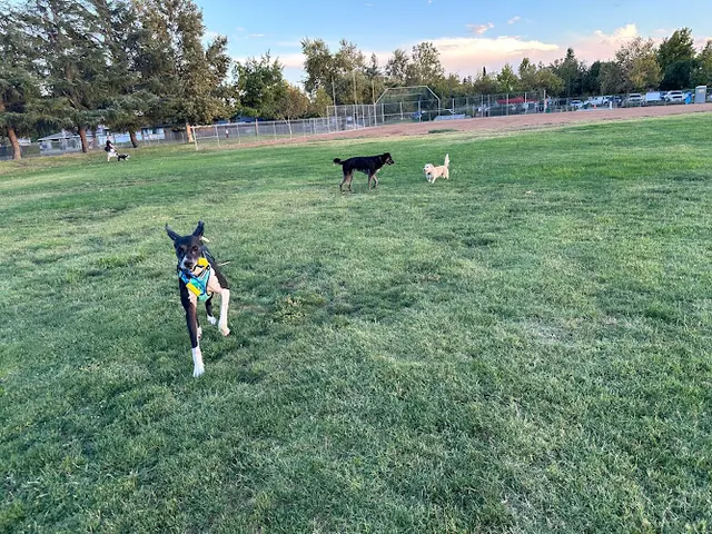 Dog Park Sojourner Truth Park Sacramento