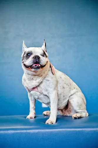 Pet vet Shelter Island Veterinary Hospital Chula Vista