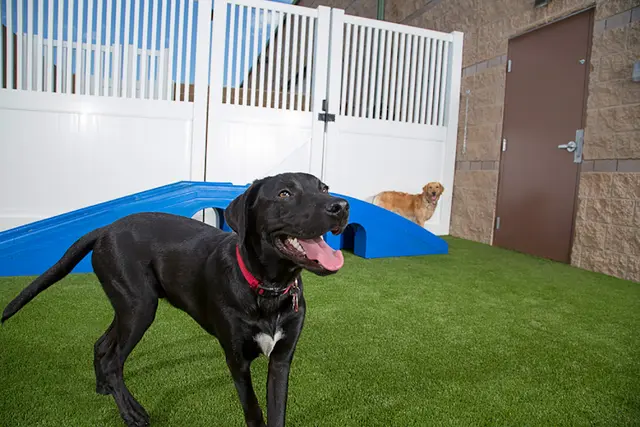 Dog day care center Camp Bow Wow Santa Clara
