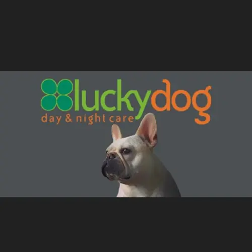 Dog day care center Luckydog Day & Night Care Hillsboro