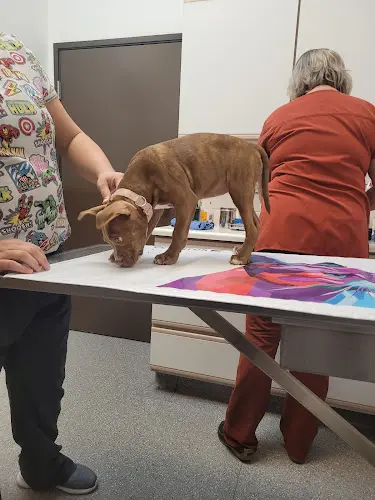 Pet boarding service Cirby Ridge Animal Hospital Roseville