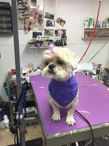Pet boarding service Doggie Mat Ontario