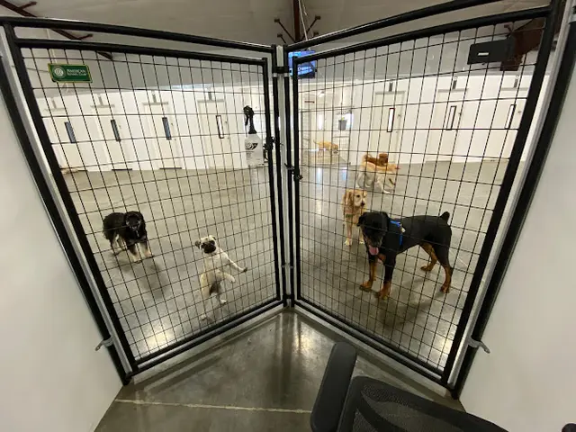 Dog day care center Dog Paw Daycare Eugene