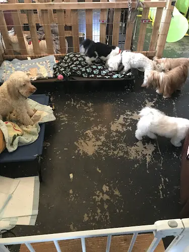 Dog trainer Precious Paws Llc Bend