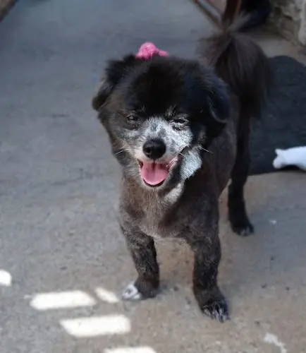 Dog day care center Love That Dog & Cat Rancho Cucamonga