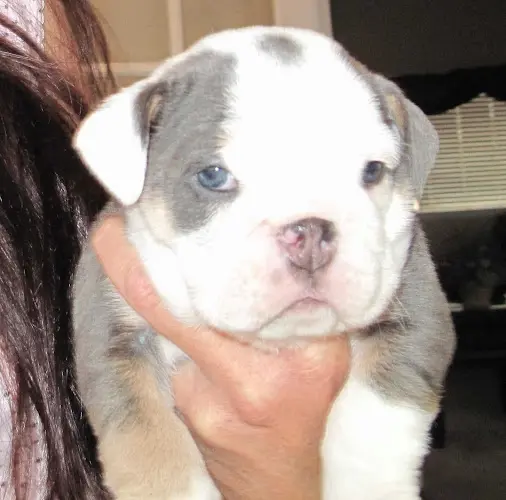 Dog breeder Michelles Bulldogs Victorville