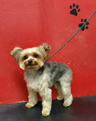 Pet boarding service Puppy Boutique Santa Clarita