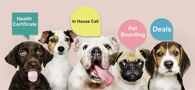 Pet vet Airport Veterinary Clinic Kent