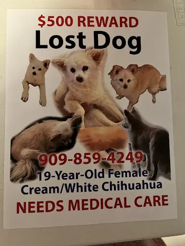 Dog day care center Victorville Animal Control Victorville