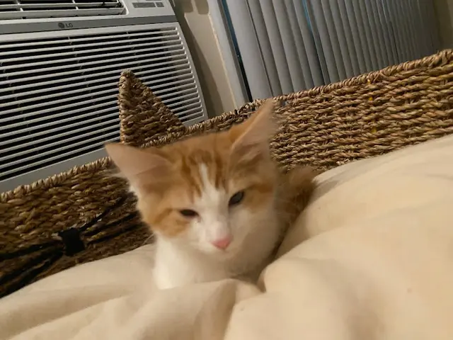 Rescue & Shelter OCSP CAT RESCUE Garden Grove