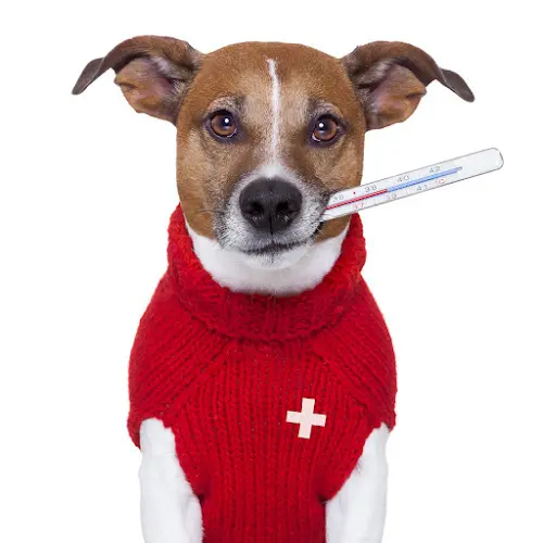 Dog trainer Northtown Guardian Pet Hospital Santa Rosa