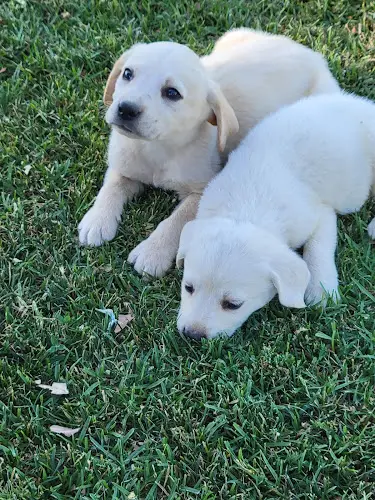 Dog breeder Inclan Pets and Supplies Pomona