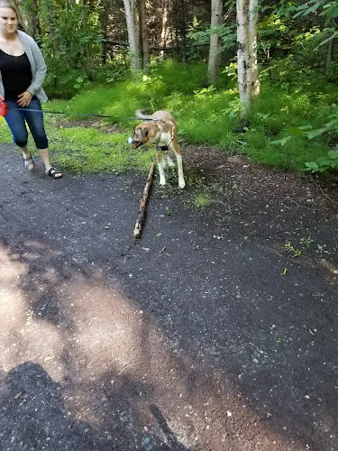 Dog walker Arctic/Benson Park Anchorage