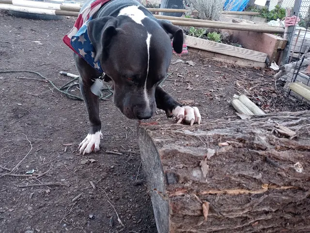 Dog day care center Broadway Pet Hospital Vallejo