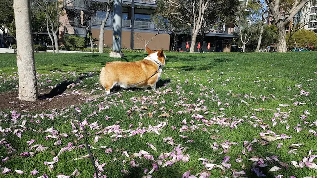 Dog Park Park at the Park San Diego