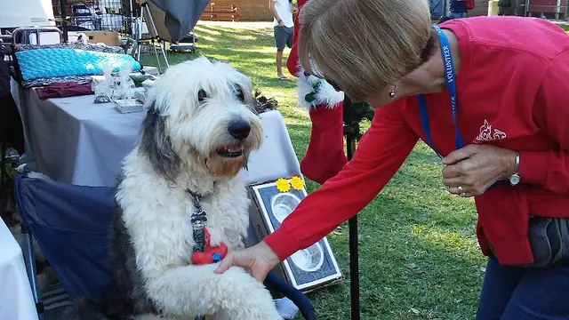 Dog day care center Irvine Animal Care Center Irvine