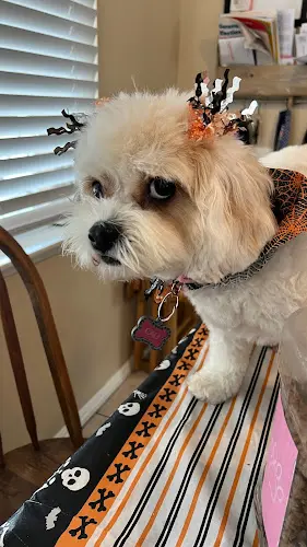 Dog Grooming Oasis Pet Spa & Grooming Fullerton