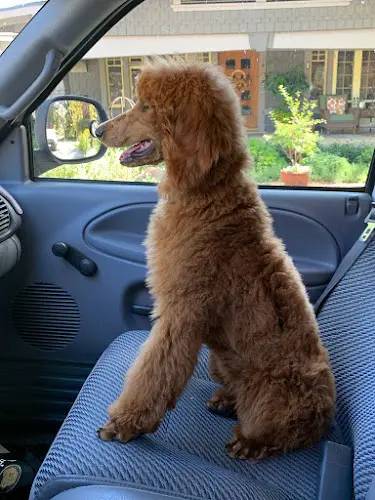 Pet boarding service Roch & Gertrude Pet Spa Pasadena
