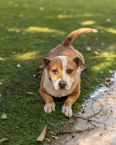 Dog breeder Volunteers in Defense of Animals (VIDA Rescue) West Covina
