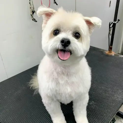 Dog Grooming Comb & Collar Mobile Grooming Beaverton
