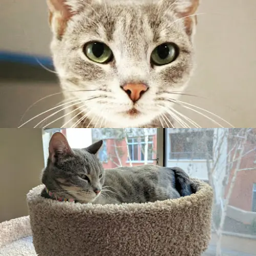 Rescue & Shelter Pets In Need Redwood City Richmond