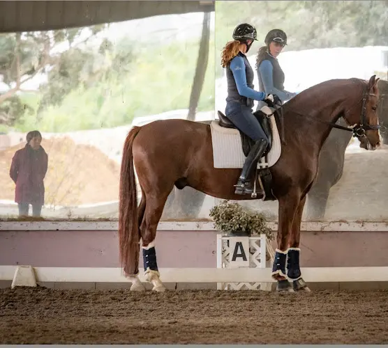 Pet boarding service Savoir Faire Stable San Marcos