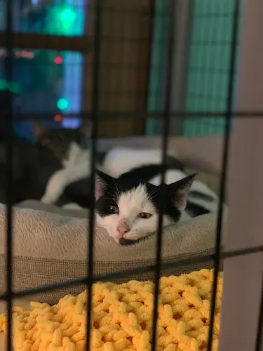 Rescue & Shelter Whisker City Feline Enrichment Seattle