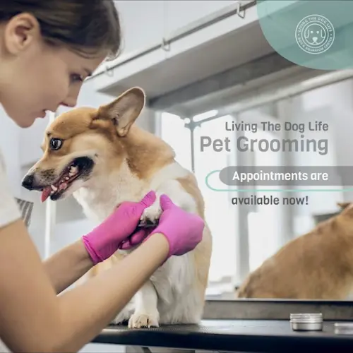 Dog Grooming LTDL Pet Grooming Fullerton