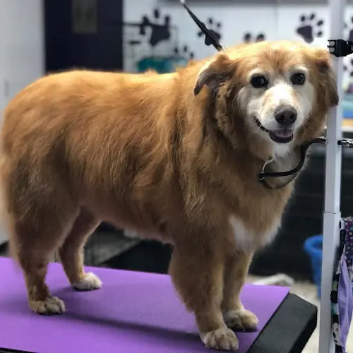 Pet vet Chuckanut Valley Veterinary Clinic Bellingham
