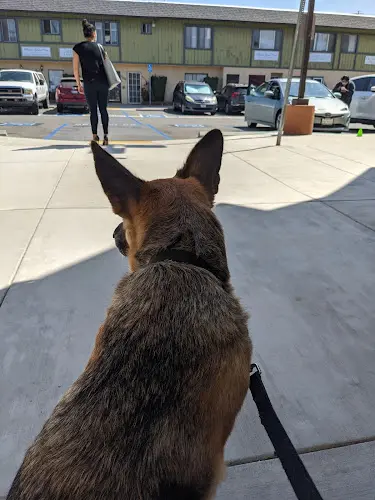 Pet vet Primary Care Animal Hospital Carson