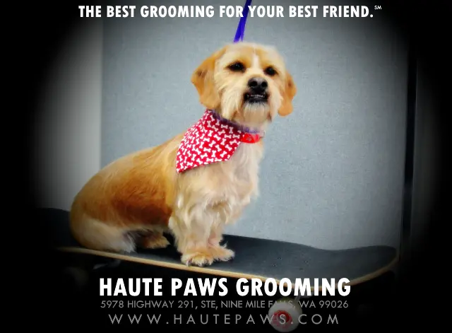 Dog Grooming Haute Paws Grooming Spokane Valley
